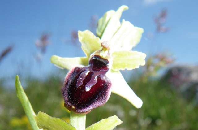 L’Orchidée Abeille